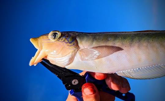 Le poisson-tuile de sable a un corps allongé