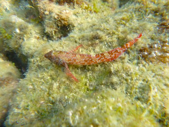 Un petit poisson facilement identifiable
