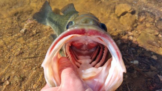 Un joli black-bass avec une mâchoire bien rouge