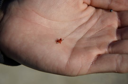 Un montage simple pour pêcher ce petit poisson coloré