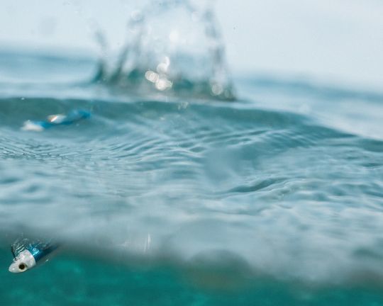 Osarda, un shad pour pêcher le bar et d'autres espèces