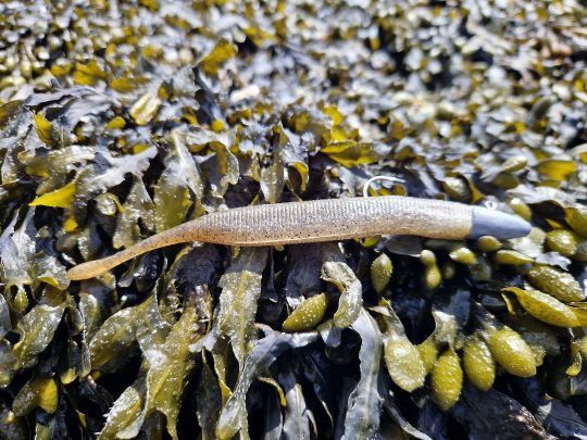 Le Dolive Stick est un leurre qui se lance très loin sans être nécessairement très plombé. cela permet de pêcher lentement et d'obtenir des phases de descente très planantes.