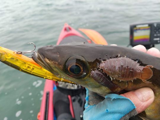 Un gros poux de mer sur un poisson