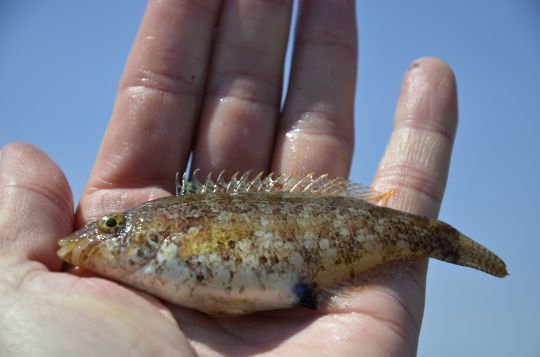 5 buoni motivi per praticare la pesca in mare quest'estate