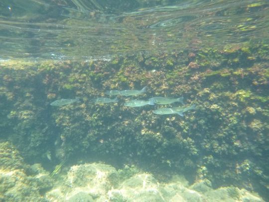 Comprendre le comportement des poissons