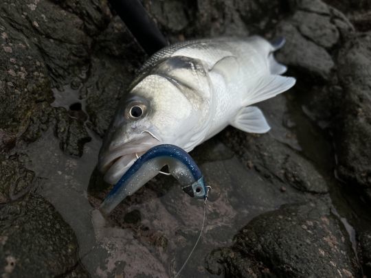 Le Black Minnow est un indispensable pour les pêcheurs en mer.