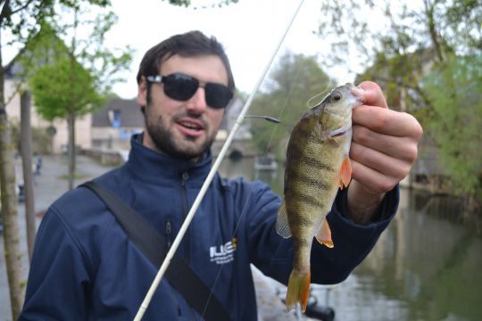 Perche leurrée au pied d'une berge