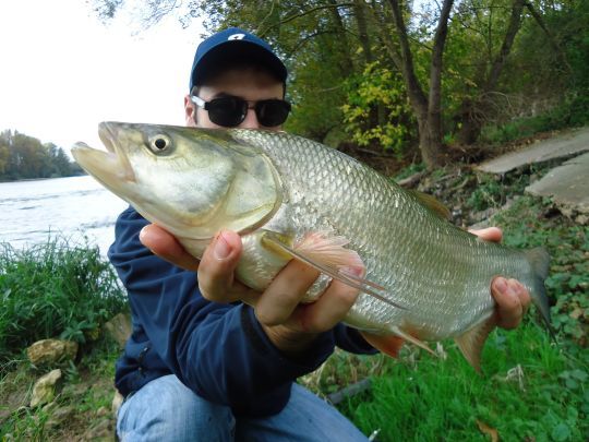 L'aspe est très présent en Loire
