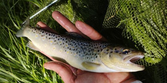 Truite pêchée au ver de terre