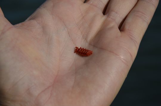 Adapter la taille aux poissons visés