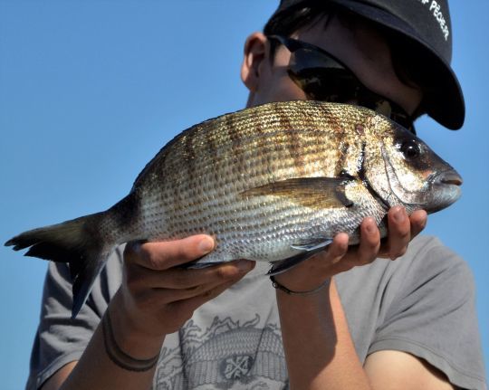 Un joli sar pêcher au flotteur