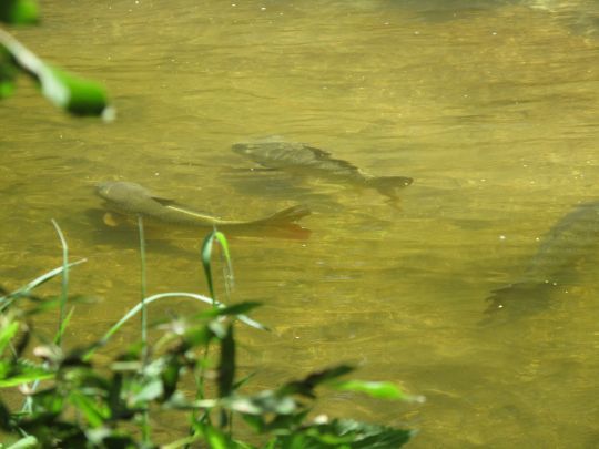 Carpe qui maraude en petit groupe en eau très claire. Discrétion oblige pour arriver à duper ces poissons méfiants!