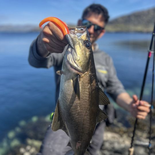 Il ne faudra pas hésiter à employer des têtes plombées assez lourdes. Cela nécessite d'avoir des cannes à pêche adaptées.