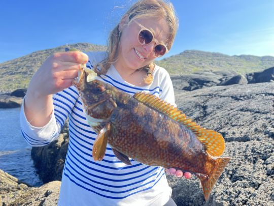 Les vielles sont très nombreuses le long des côtes rocheuses