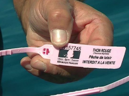 Dès que le poisson est à bord, une bague doit être apposée autour de sa queue