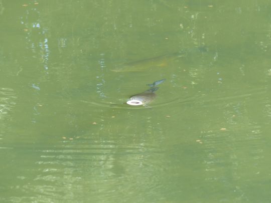 Gros chevaine se saisissant d'une Illex Woodlouse