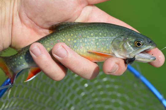 Il est parfois délicat de lancer précisément un leurre de moins d'un gramme!