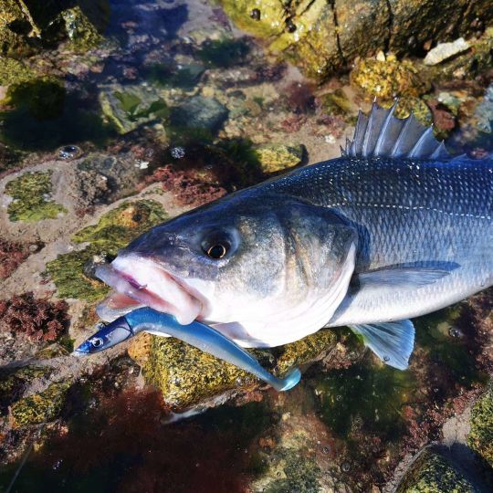 Les leurres "slim" sont d'une efficacité redoutable. ici un Crazy Paddle Tail 150 de FIIISH