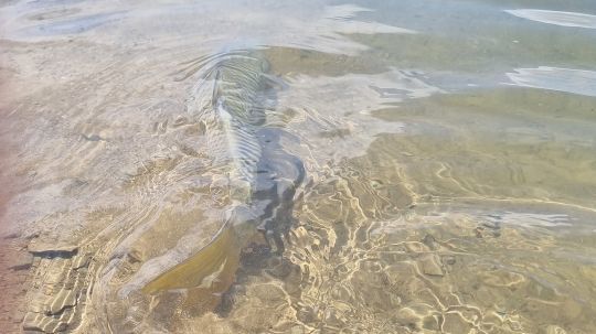 Relâcher rapidement le poisson