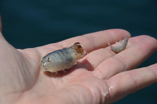 Des poux de mer de différentes tailles sur le même poisson