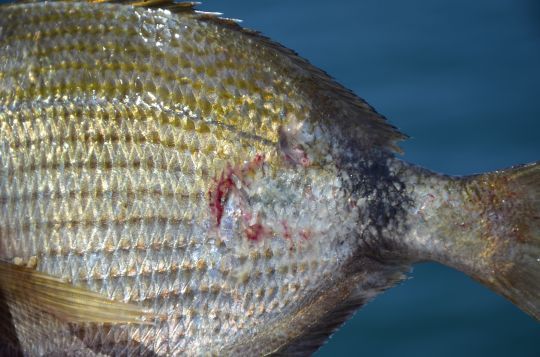 Enlever les poux de mer avant de relâcher ou de consommer le poisson