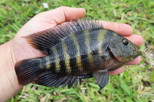 Zebra Tilapia.