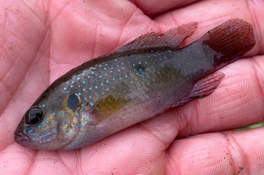 Jewel Cichlid.