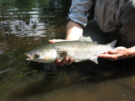 Le mulet peut se pêcher également en nymphe à vue sur la partie aval de certaines rivières ou fleuves! 