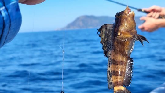 Une prise possible lorsque l'on pêche aux appâts sur des fonds meubles
