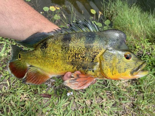 La mâle peacock-bass a une bosse sur la tête.