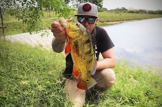 La femelle peacock-bass est plus petite.