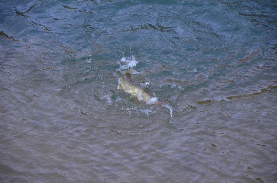 La population de brochets se porte mieux
