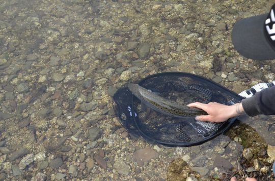 S'abstenir ou pêcher en respectant le poisson ?