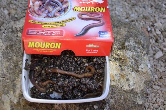 Le mouron, un ver pour sélectionner les plus beaux sujets.