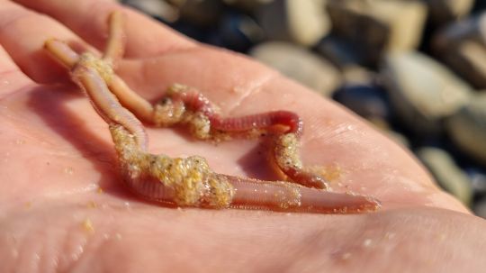 Le ver de sable, l'un des meilleurs appâts pour le marbré.