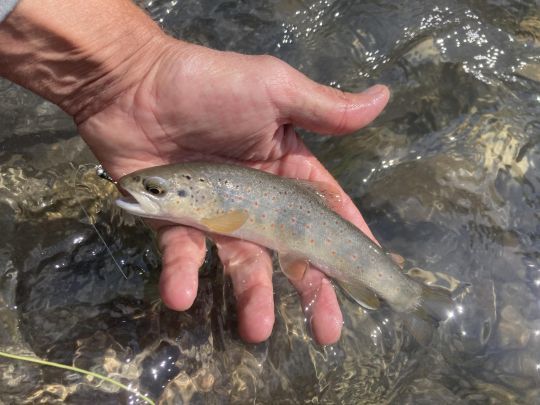 Les truites répondent bien en NAF qui est l'une des techniques reines en eau rapide