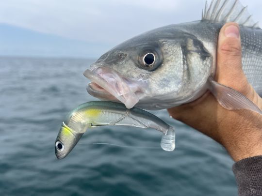 Le Black Minnow coloris Ayu, une édition limitée, s'est avéré très redoutable sur les bars cet été.