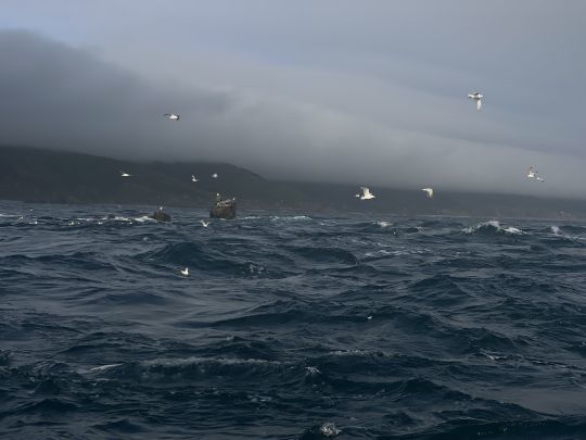 Les oiseaux trahissent la présence de poissons proches de la surface ! C'est bon signe !