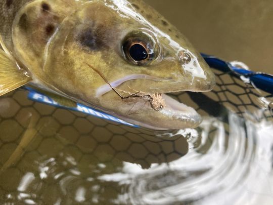 La sauterelle est très appréciée par les belles truites à la recherche de grosse proies faciles