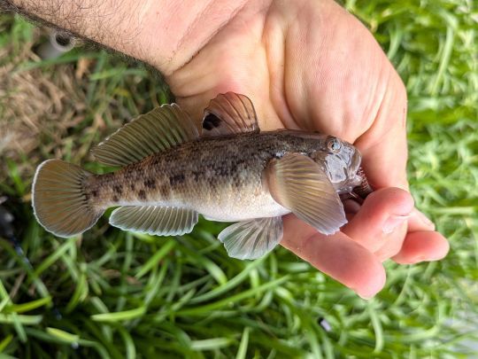 Les gobies ont rendu la pêche à gratter très fastidieuse