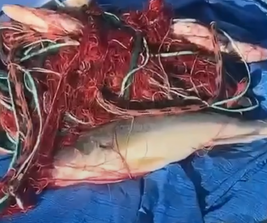 Aucun poisson n'est récupéré, c'est un mensonge pur et simple!