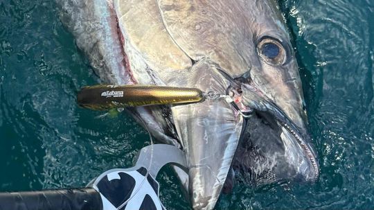 Leur efficacité n'est plus à prouver !