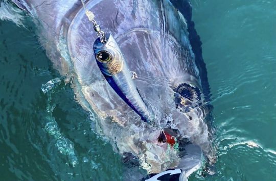 Par mer agitée, le Big Shake "colle" à la mer, permettant une animation aisée même dans les vagues, là où d'autres poppers du marché seraient difficiles à animer.
