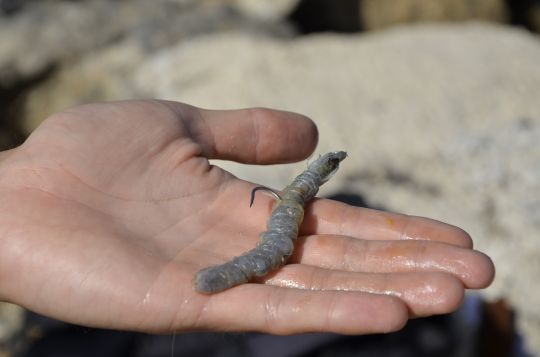 Les gambas sont de bons appâts pour cibler le pagre.