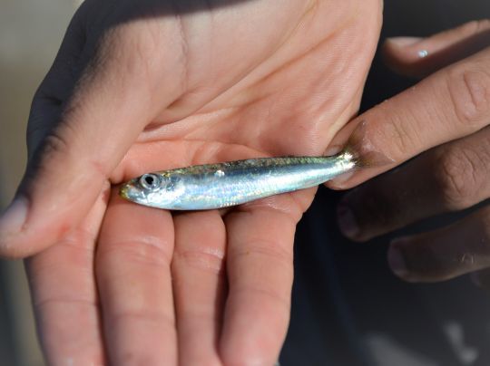 Le calamar se nourrit essentiellement de petits poissons.
