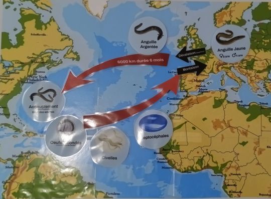 Un cycle de vie fascinant, qui en fait une espèce d'autant plus fragile.