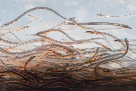 La Civelle (Anguille juvénile)  cible de braconnage et véritable mine d'or.