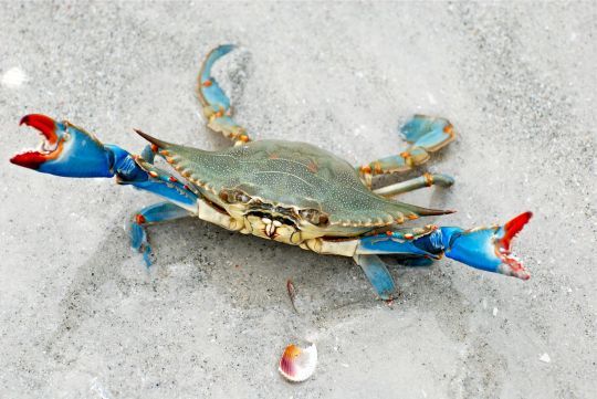 Le dernier arrivé : le crabe bleu, et on n'a pas fini d'en parler.