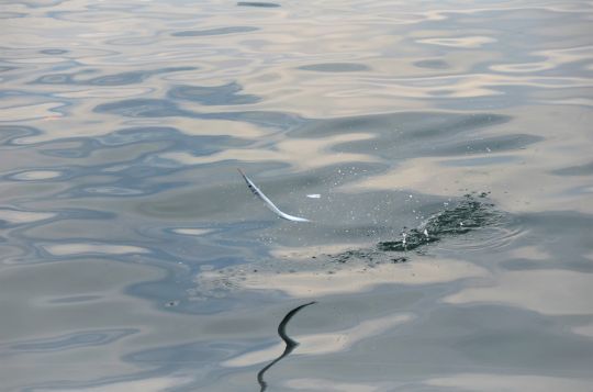 Le tassergal recherche les lieux où se rassemblent les poissons fourrages comme les orphies.