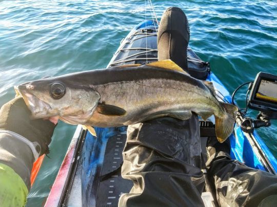 La pêche de loisir en grand danger...
